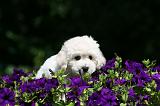 BICHON FRISE 538